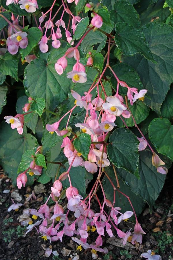 g.ssp.evansiana PINK TEARDROPS - Click Image to Close